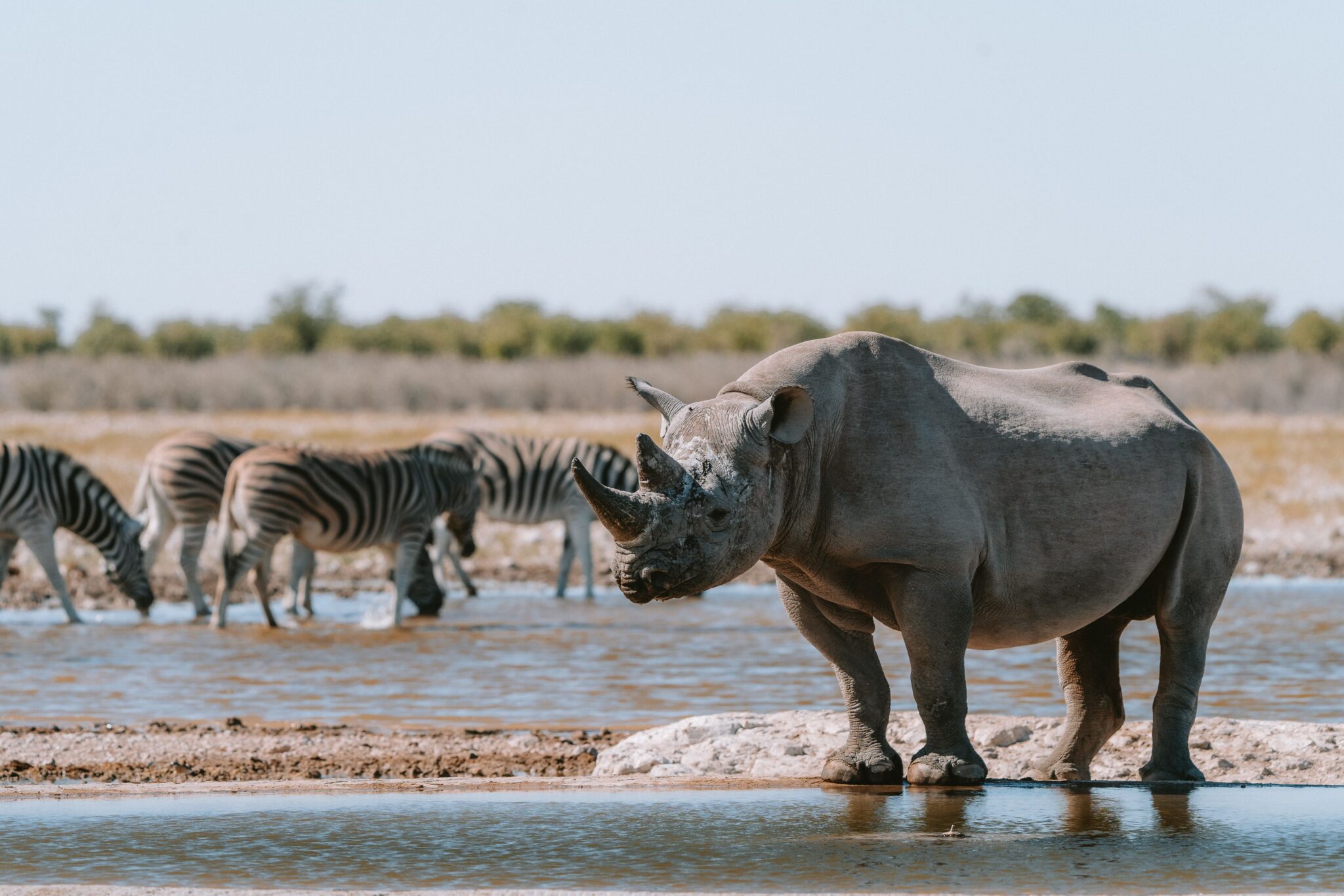 Rhino Tracking – Meet Africa’s gentle giants