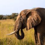 African elephant standing in the grass