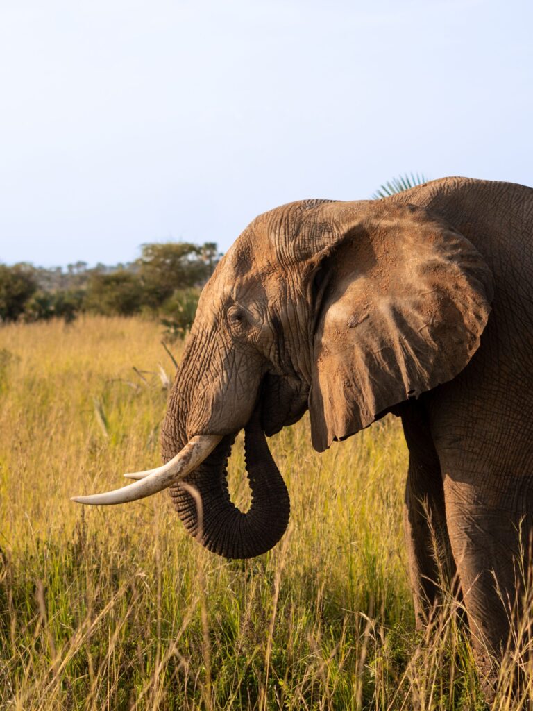 Tsavo Red Elephants: Why They’re Red and Where to See Them