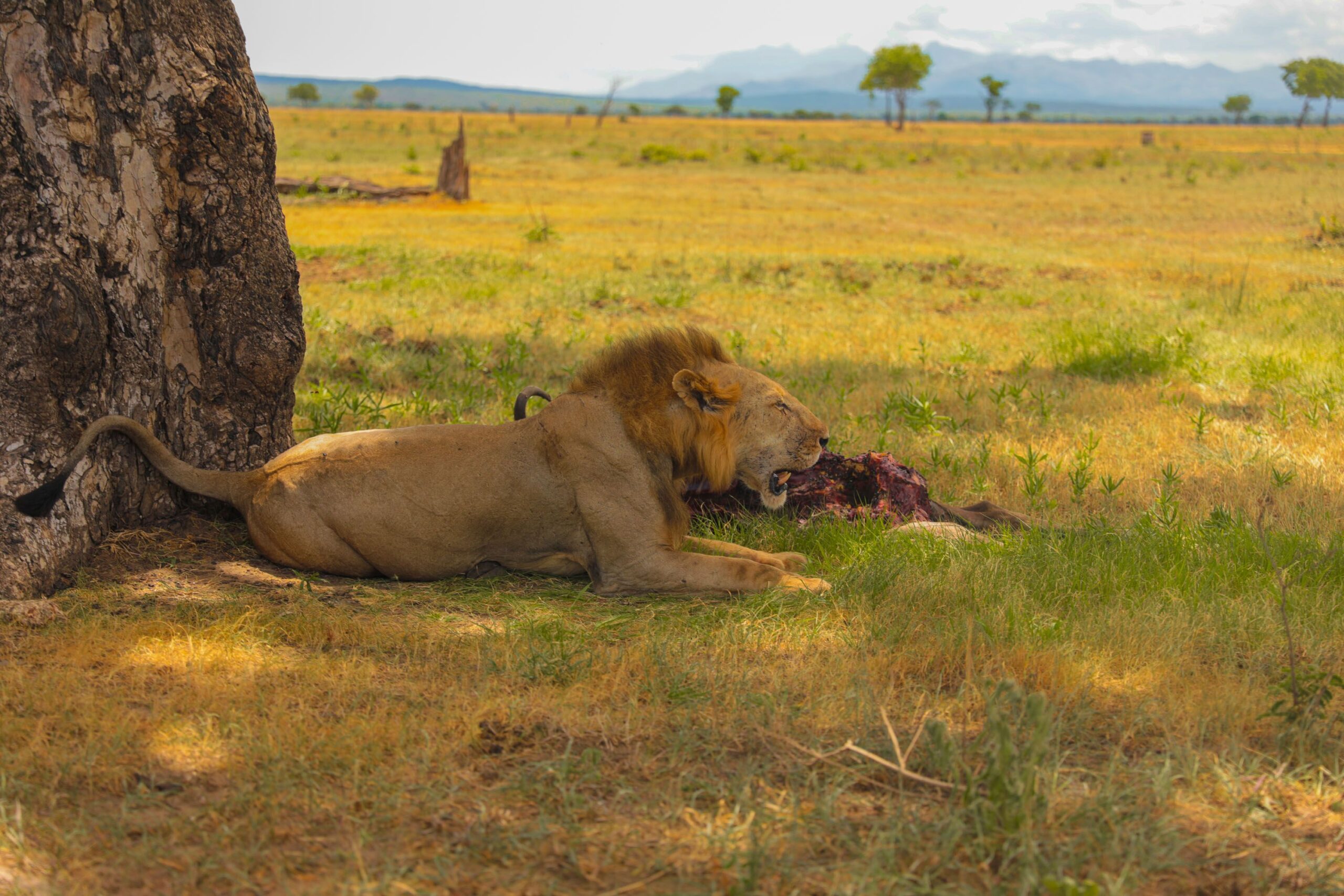 10 Days Kenya Luxury Safari - From Samburu, Masai Mara to Diani Beach