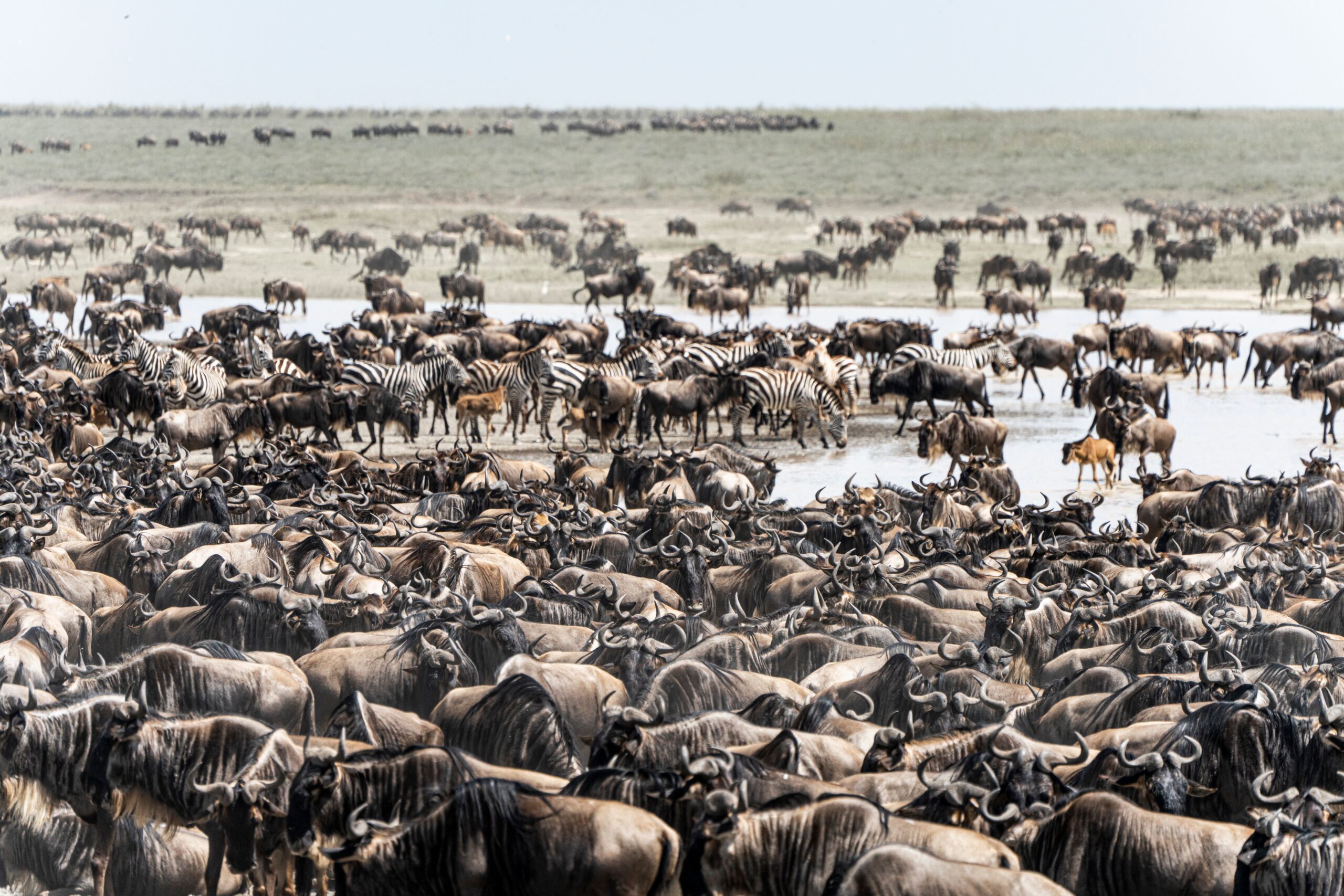 10 Days Wildlife Migration Safari: A Journey Through Kenya’s Iconic Landscapes