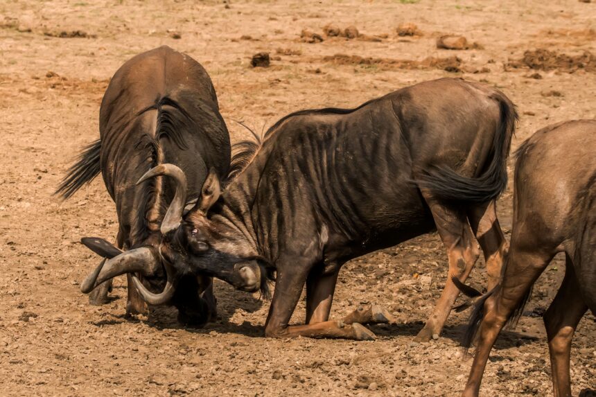 Wildebeest fighting on dusty ground - 3 Days Masai Mara Safari