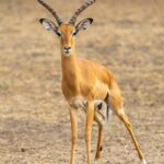 Male impala with long curved horns standing on dry ground