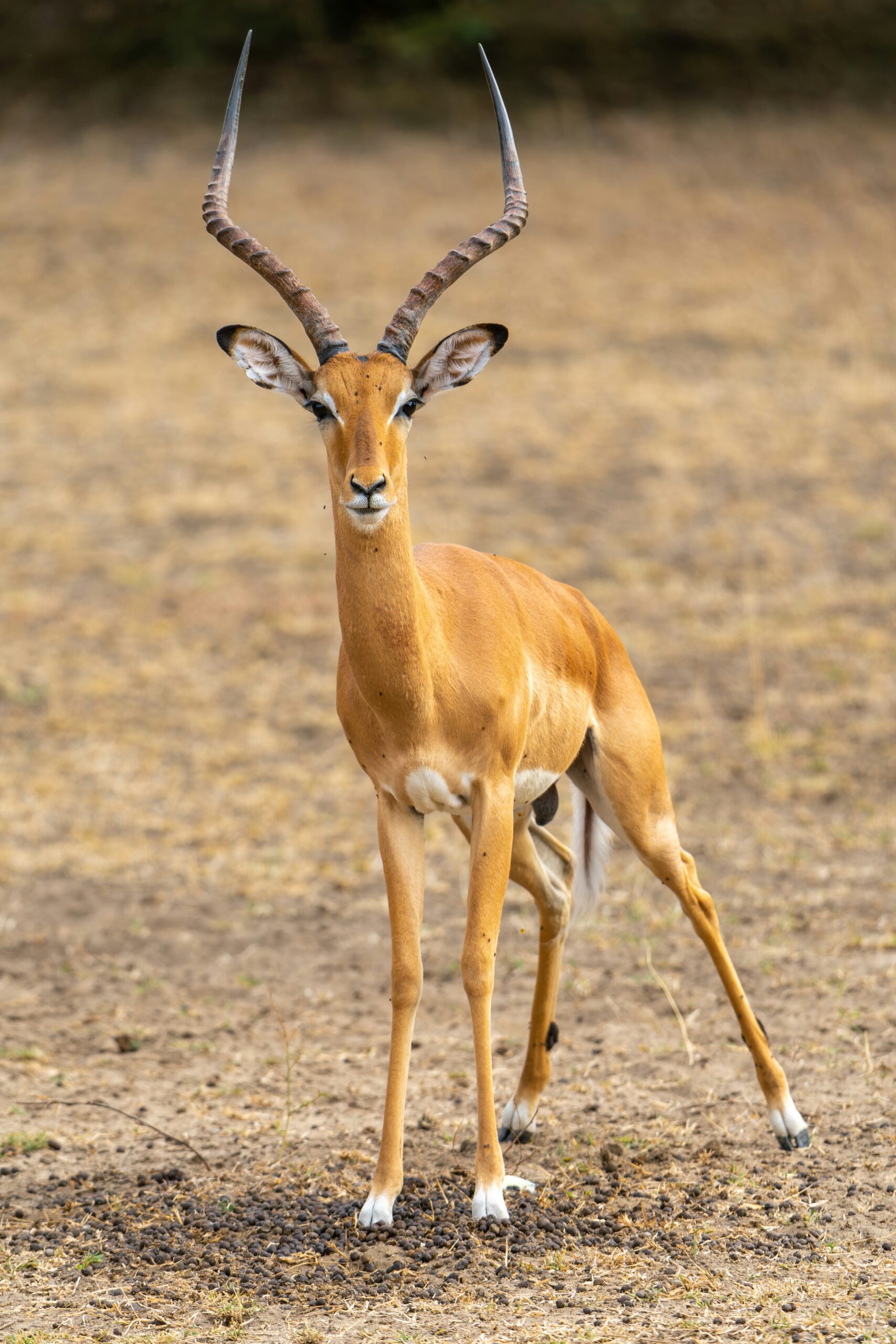 Male impala with long curved horns standing on dry ground
