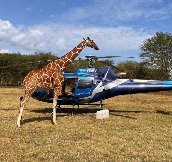 Luxury Kenya flying safari helicopter parked next to a giraffe in the savannah