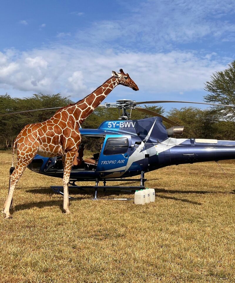 Luxury Kenya flying safari helicopter parked next to a giraffe in the savannah