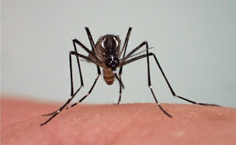 Close-up of a mosquito, highlighting the importance of malaria prevention for travelers in Kenya.