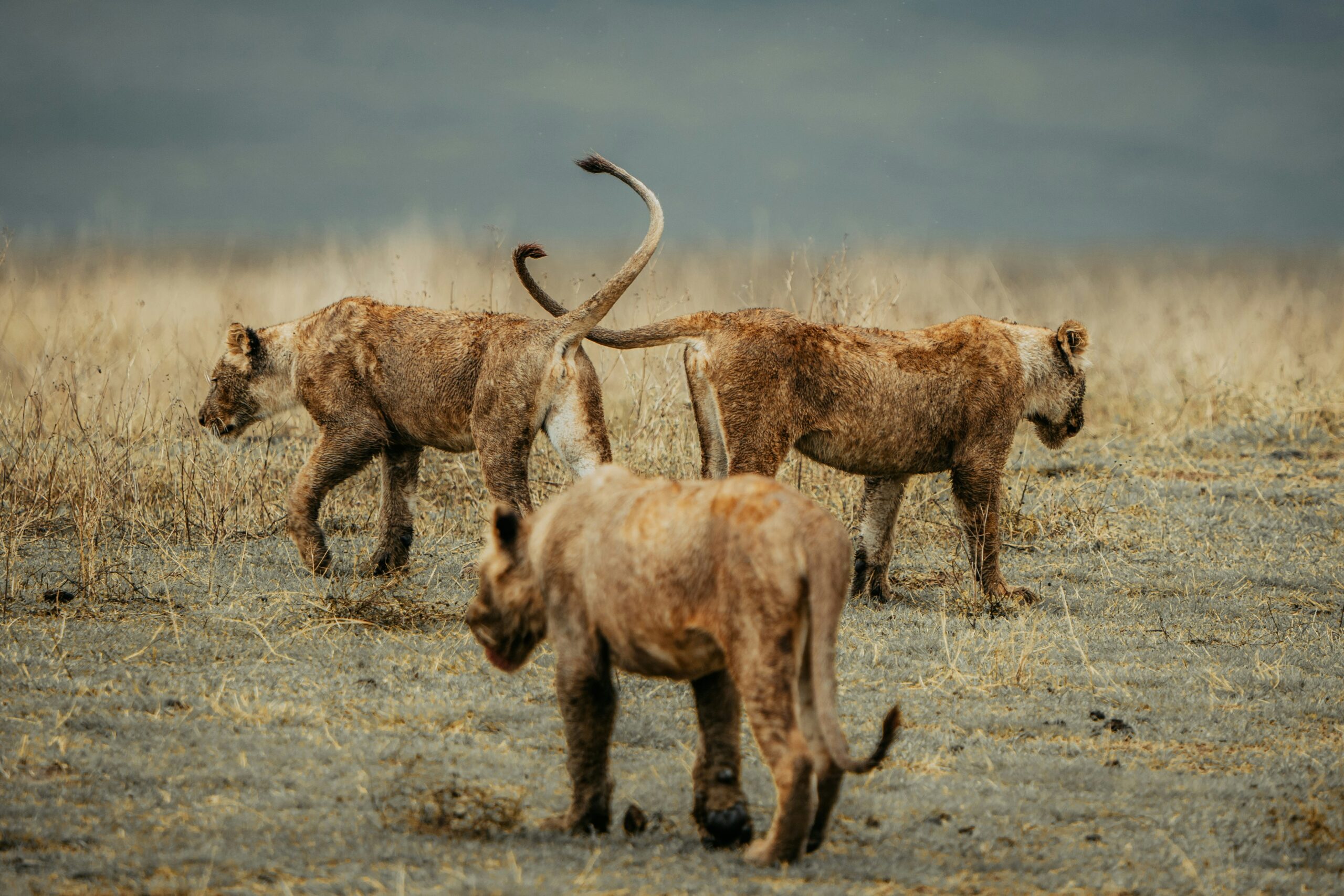 Kenya Safari With Kids: A Real Parent's Planning Guide 1 fdghgfd 1