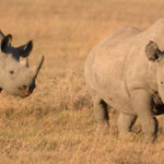 Ol Pejeta Conservancy: See the Last Northern White Rhinos