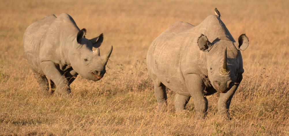 Rhino Tracking