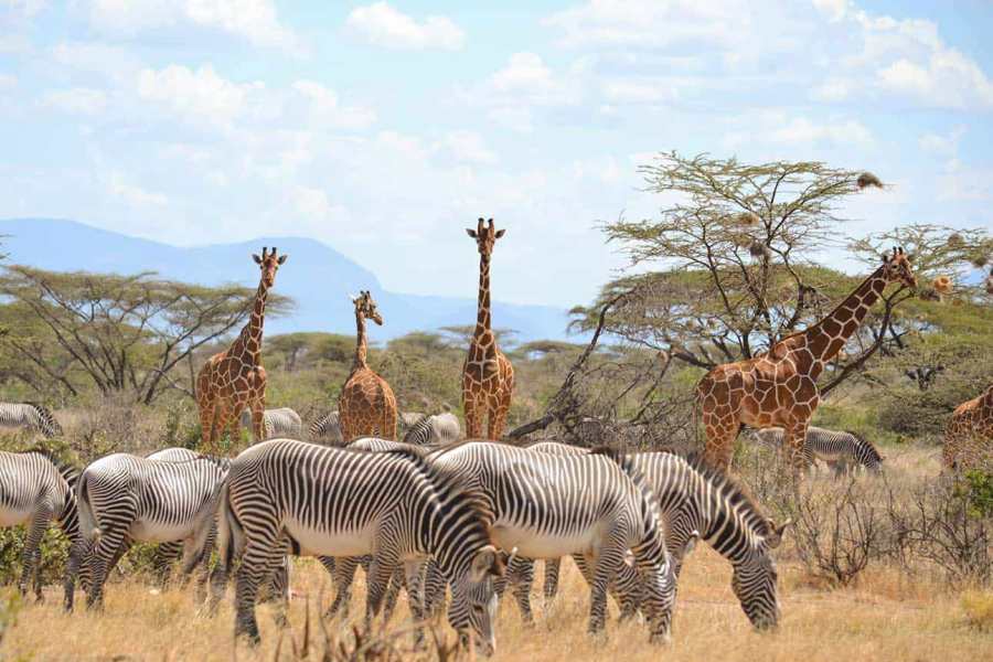 Central & Northern Kenya