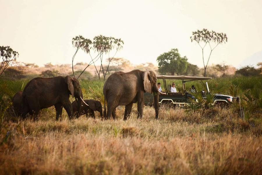 Elephants and a safari vehicle in Kenya
