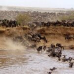 Masai Mara Reserve vs Conservancies: Which to Choose?