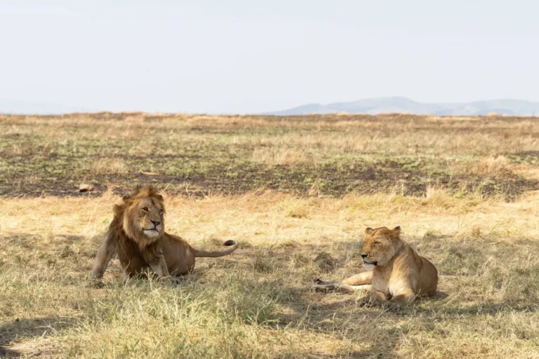 Animals in Kenya: A Field Guide to the Wildlife You Can See