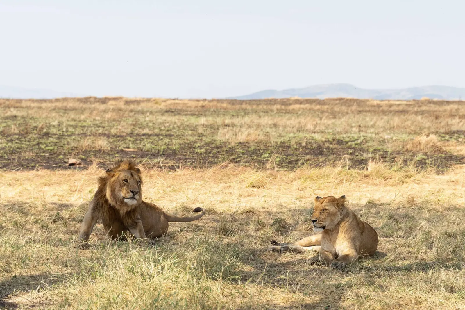 Big Cats – Lions in the open savannah