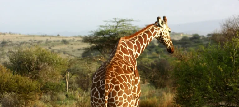 Lewa Wildlife Conservancy: Rhinos, Grevy’s Zebra and How to Visit