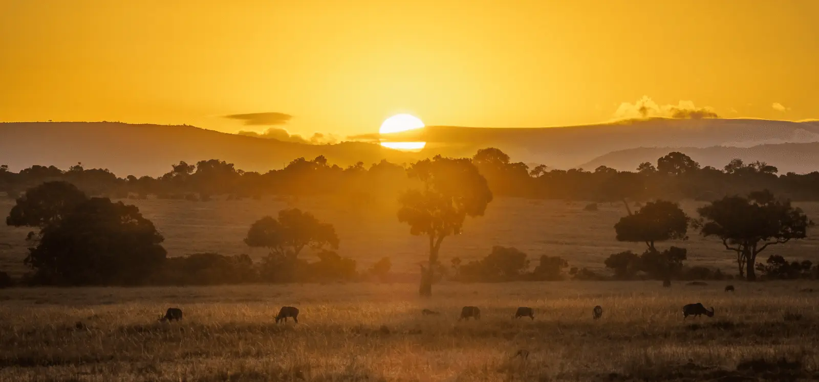 Maasai Mara – Golden hours on the plains
