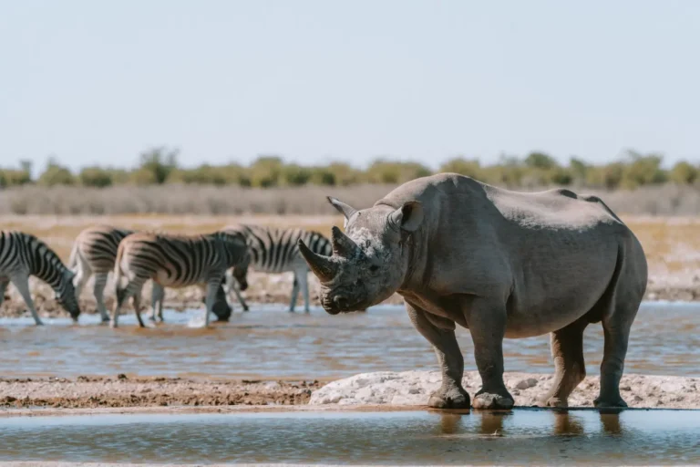 Ol Pejeta Conservancy