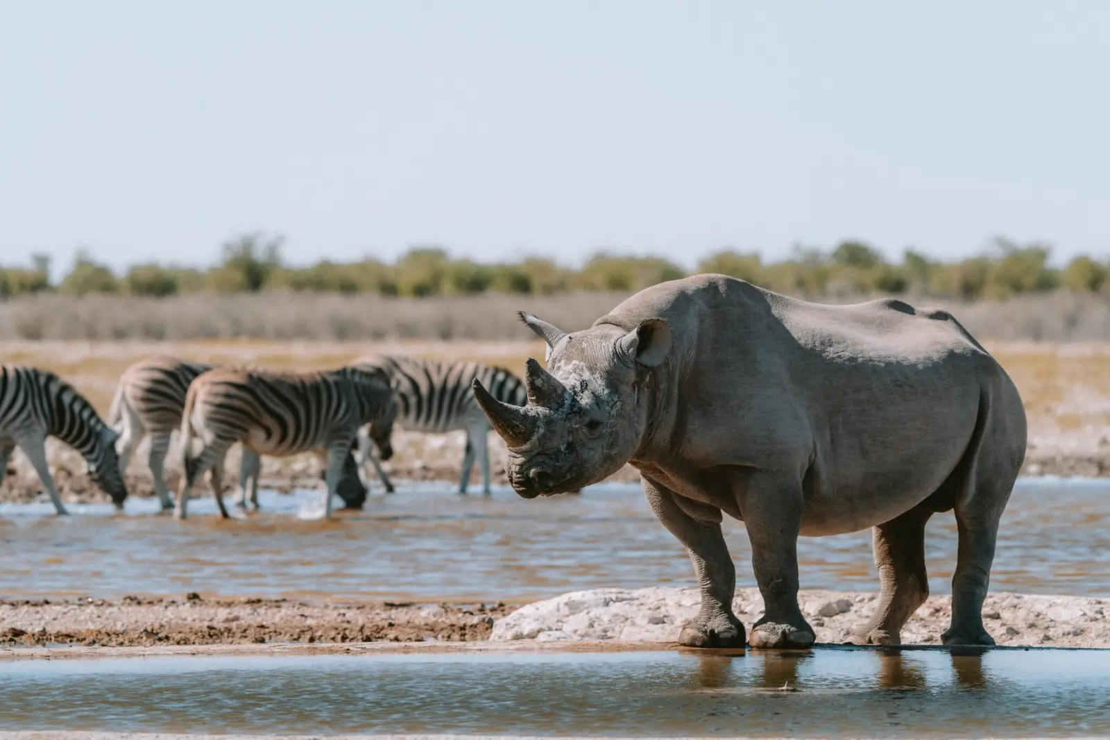 Rhino Tracking – Meet Africa’s gentle giants