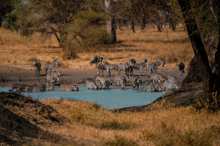 Kenya SIM Card for Tourists: Data, Coverage and M-Pesa