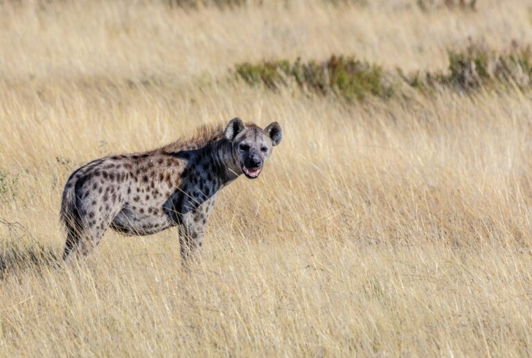 Hyenas and African Wild Dogs in Kenya: Where to See Them, How They Live and How to Tell Them Apart