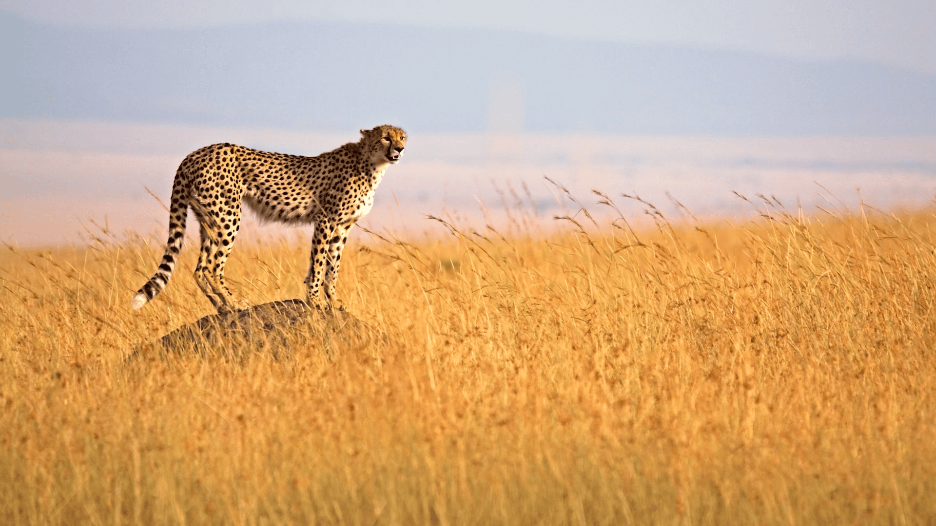 8 Days Kenya Safari : Maasai Mara, Nakuru, Amboseli & Tsavo Expedition