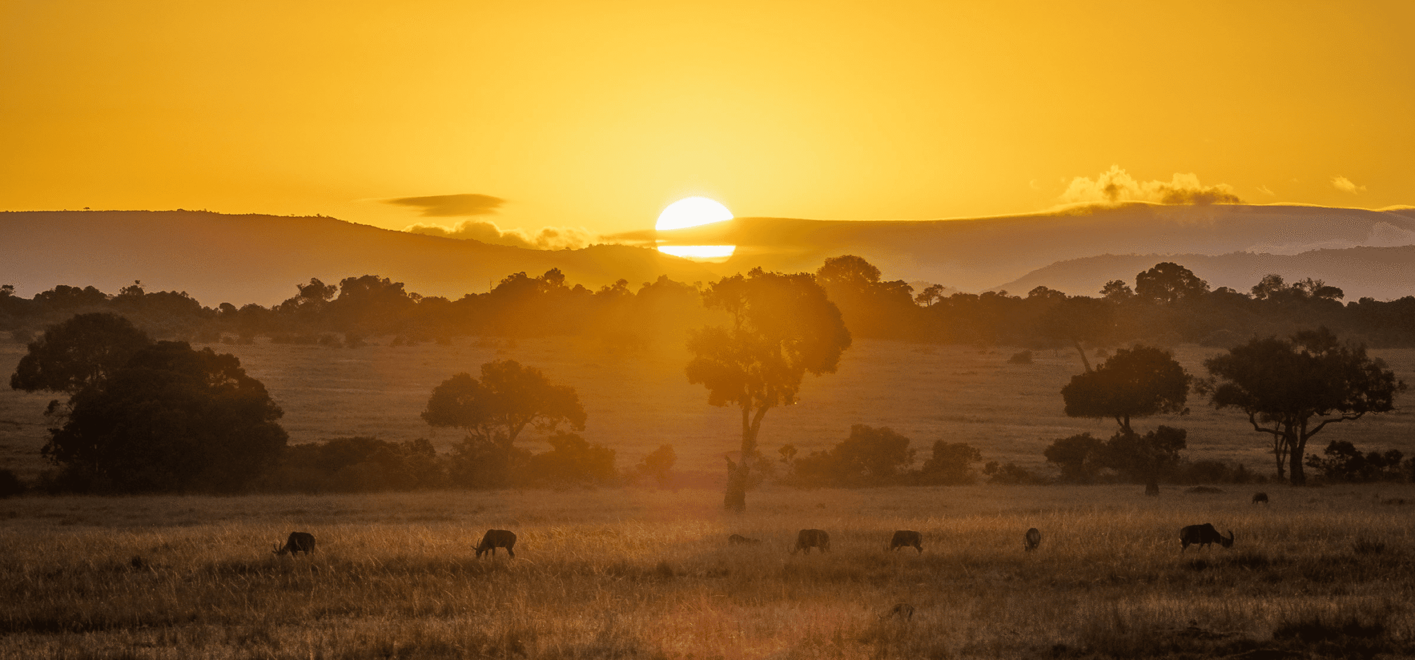 Maasai Mara – Golden hours on the plains