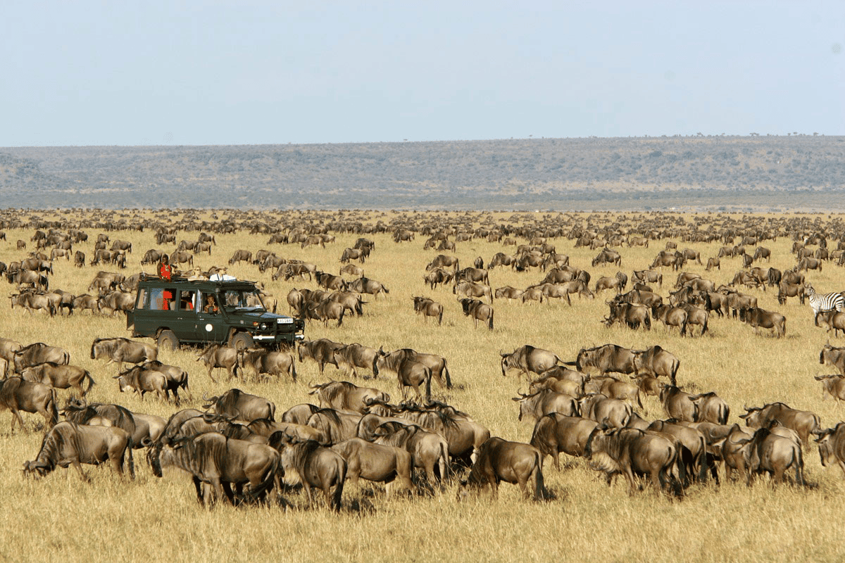 8 Days Kenya Safari Tour -Stunning Wildlife and Scenic Lakes Experience