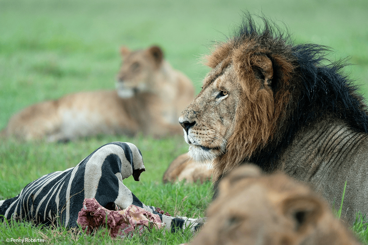 Big Five Safaris