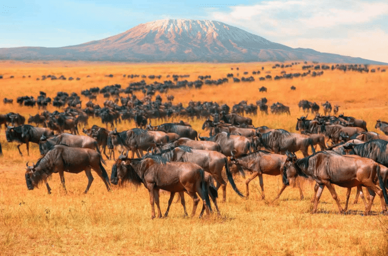 Ngorongoro Crater: What to Expect on Your Tanzania Safari