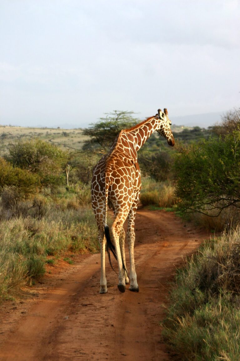 Lewa Wildlife Conservancy