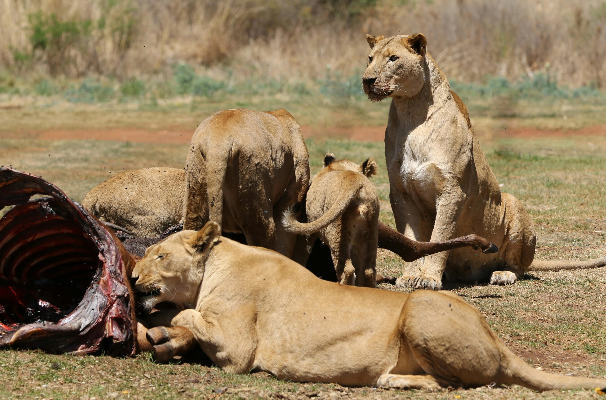 Lions on safari in Kenya