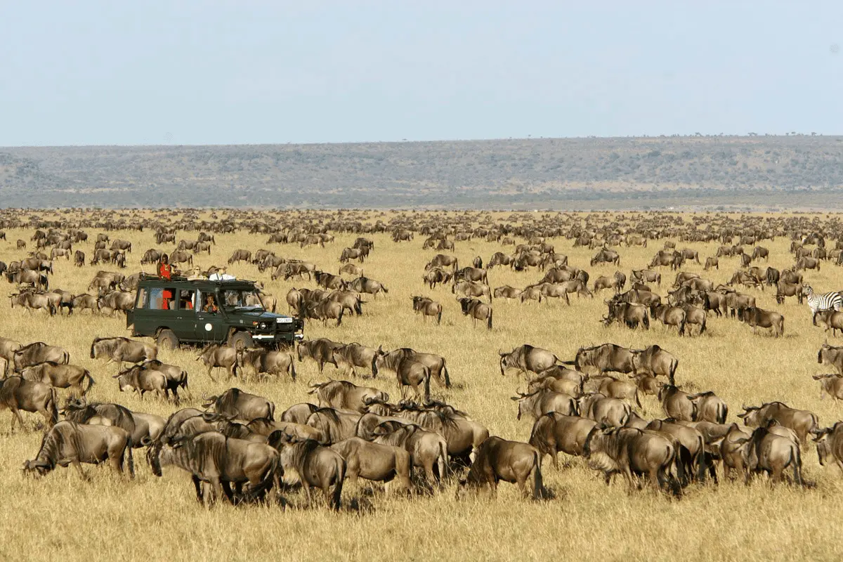 Game Drives