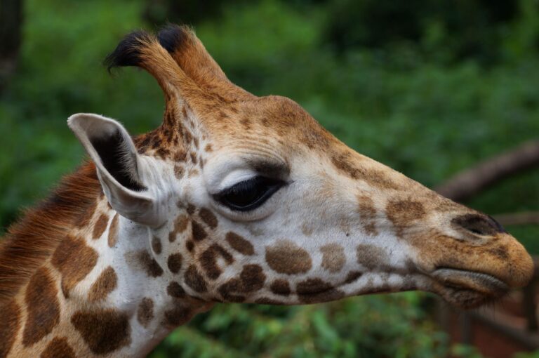 Giraffe Centre Nairobi: Fees, Hours and How to Visit (2026)