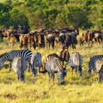 Maasai Mara vs Amboseli vs Tsavo: Which Kenya Park to Pick