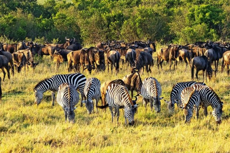 Great Migration in Kenya 2026: When to See Mara Crossings