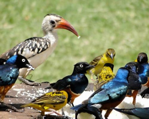 9-Days-Kenya-Birdwatching-Safari-Holiday-1200x898