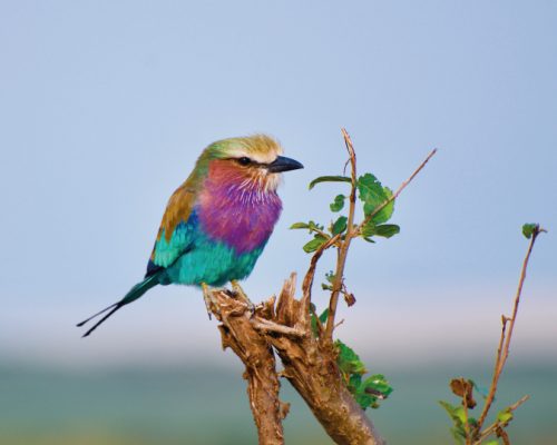 Lake-Nakuru-Lodge-Bird-Watching