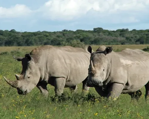 Ol-Pejeta-Rhinos