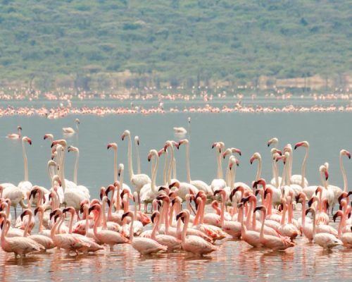 lake-bogoria-flamingo-birds