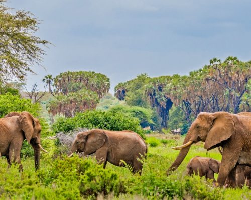 samburu-national-reserve-kenya