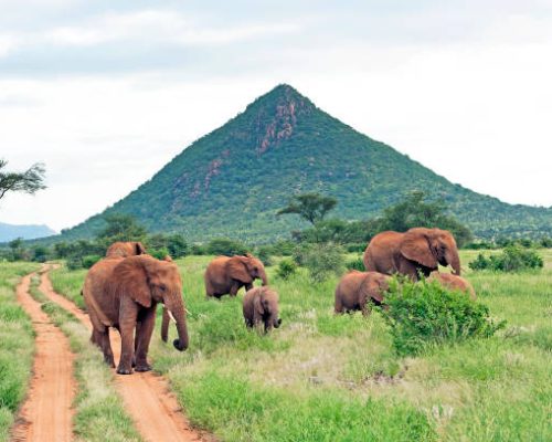 A herd of Elephants meander and graze through the lush bush, of Samburu National Reserve, a wildlife reserve or national park for wild animal safaris in Kenya, Africa
