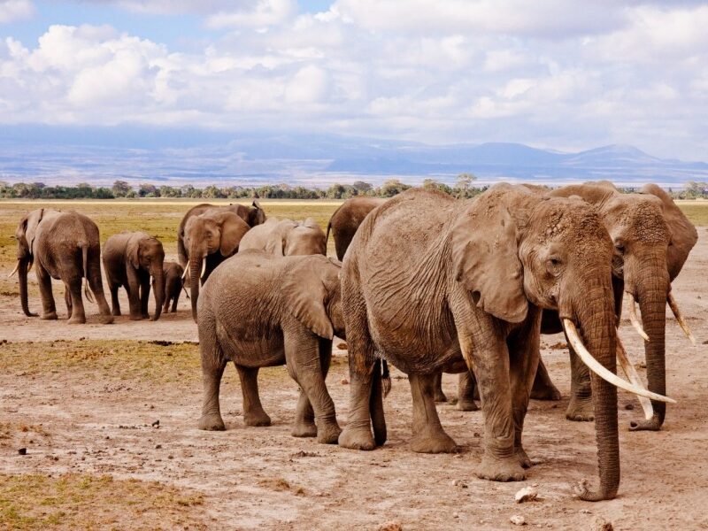 Herd of elephants walking across the plains of Amboseli National Park with Mount Kilimanjaro in the background during a Kenya wildlife safari